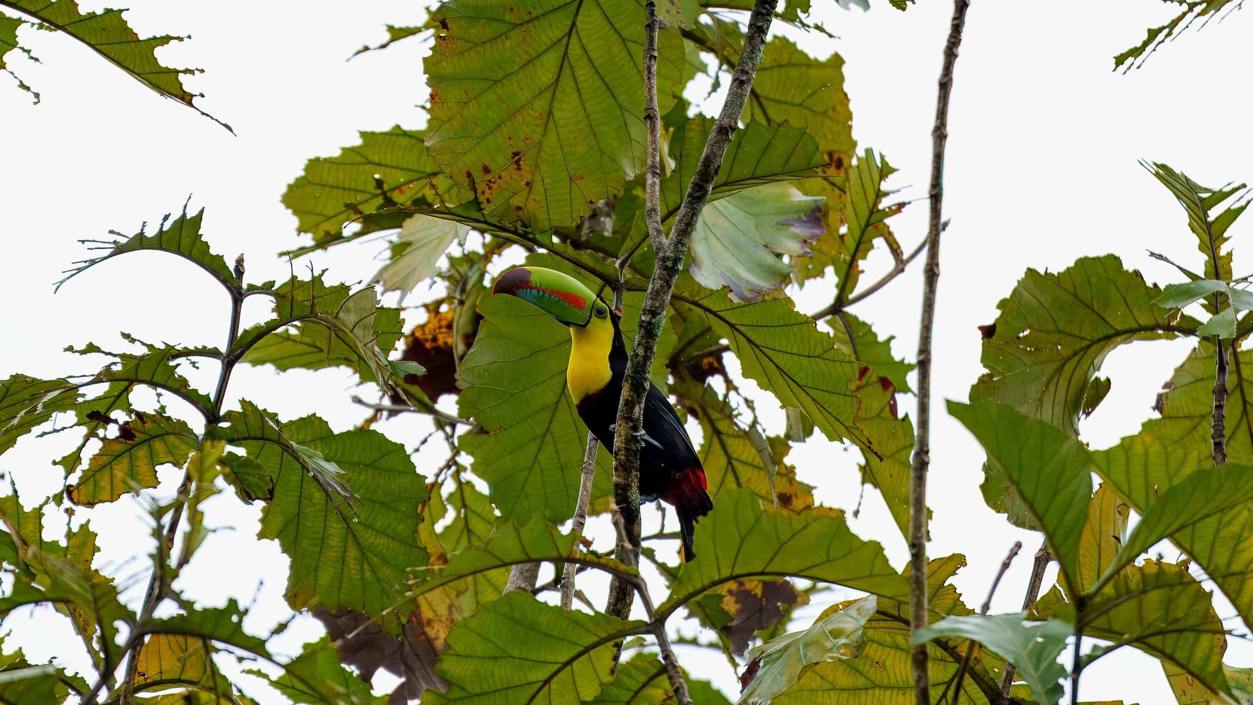 Der Fischertukan (Ramphastos sulfuratus), auch Regenbogentukan genannt, ist eine im tropischen Mittel- und Südamerika lebende Vogelart aus der Familie der Tukane. Es werden zwei Unterarten unterschieden. Der Fischertukan gehört zu den am besten erforschten Tukanarten, bereits 1929 führte der Ornithologe Josselyn van Tyne ausführliche Freilandstudien an dieser Art durch. Sie wird wegen ihrer Größe und Farbenpracht verhältnismäßig häufig in Zoologischen Gärten und Vogelparks gehalten. Die Welt-Erstzucht erfolgte 1974 im Zoo von Houston, die europäische Erstzucht gelang 1983 dem Wuppertaler Zoo. Der Fischertukan erreicht eine Kopf-Rumpflänge von 45 bis 50 Zentimetern.[5] Die Männchen wiegen zwischen 362 und 550 Gramm. Das Gewicht der Weibchen variiert zwischen 275 und 484 Gramm. Männchen der Nominatform haben durchschnittlich eine Schnabellänge von 15,45 und die Weibchen von 13,47 Zentimetern. Bei der Unterart Ramphastos sulfuratus brevicarinatus ist der Schnabel etwas kleiner. Bei Männchen hat er eine durchschnittliche Länge von 13,53 und bei Weibchen von 11,67 Zentimetern.